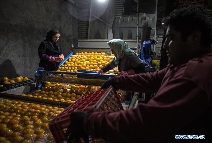 IRAN-TONEKABON-ORANGE-HARVEST SEASON