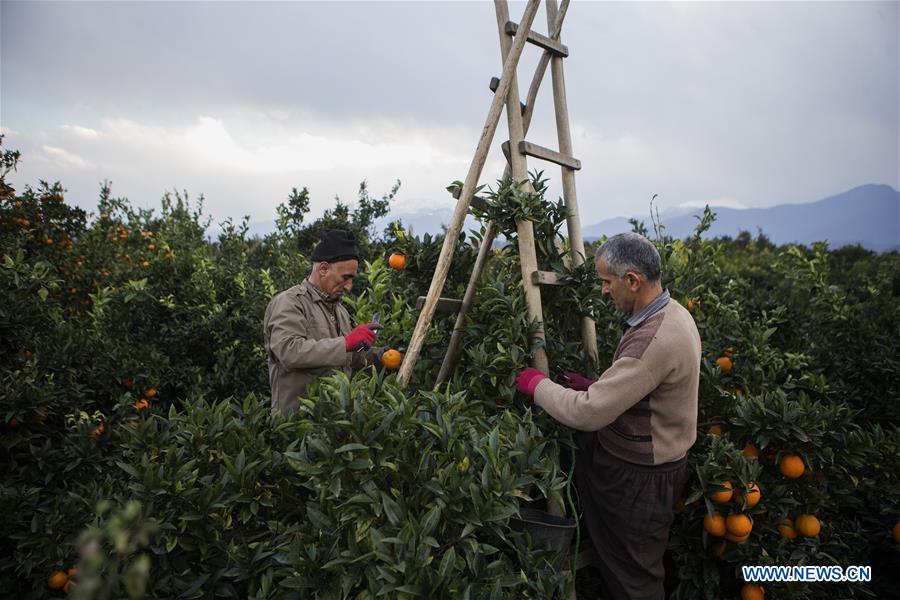 IRAN-TONEKABON-ORANGE-HARVEST SEASON