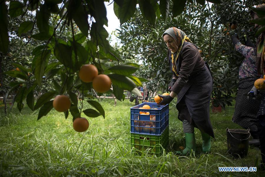 IRAN-TONEKABON-ORANGE-HARVEST SEASON