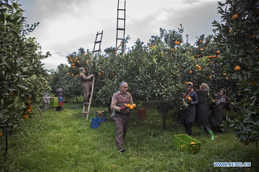 IRAN-TONEKABON-ORANGE-HARVEST SEASON