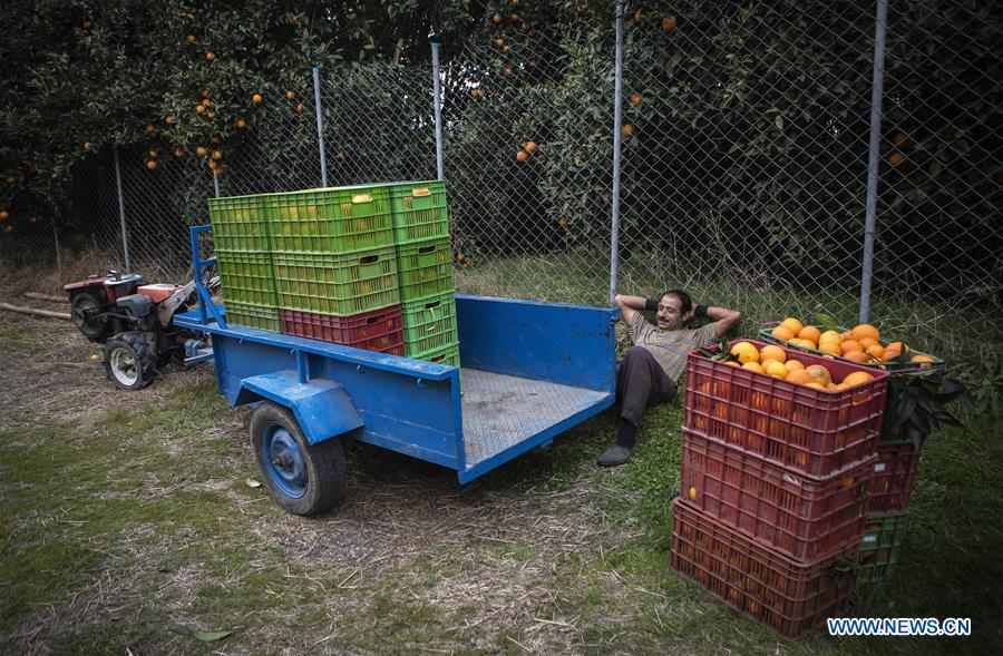 IRAN-TONEKABON-ORANGE-HARVEST SEASON