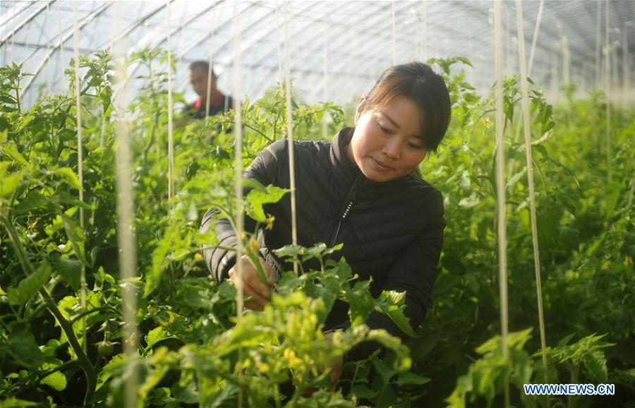 CHINA-HEBEI-AGRICULTURE-VEGETABLE (CN)
