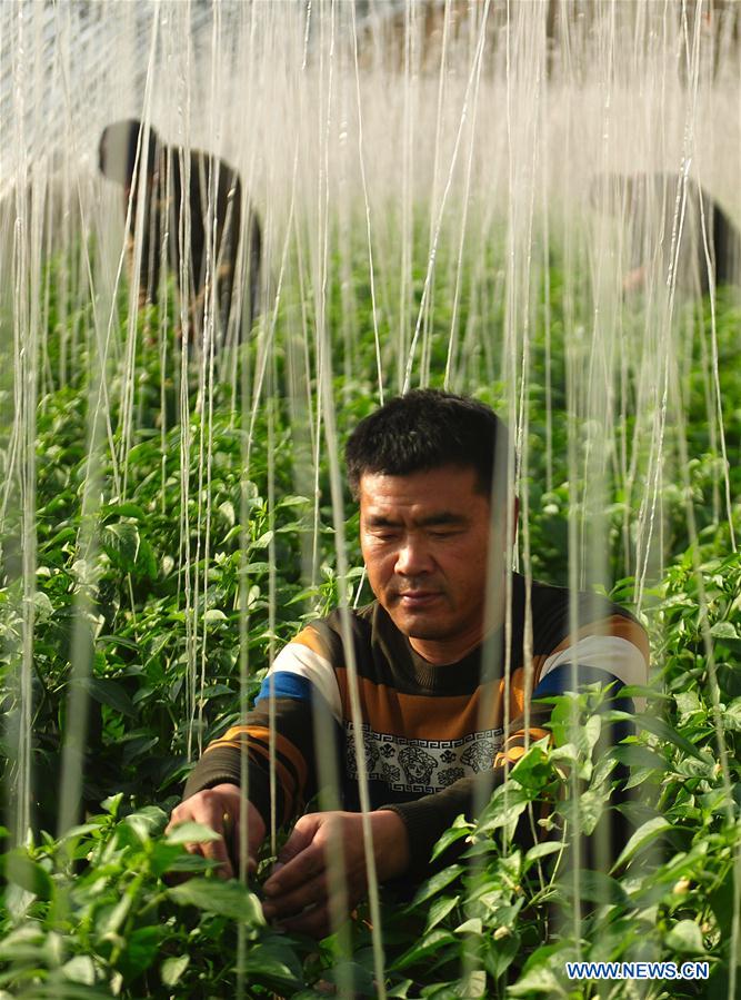 CHINA-HEBEI-AGRICULTURE-VEGETABLE (CN)