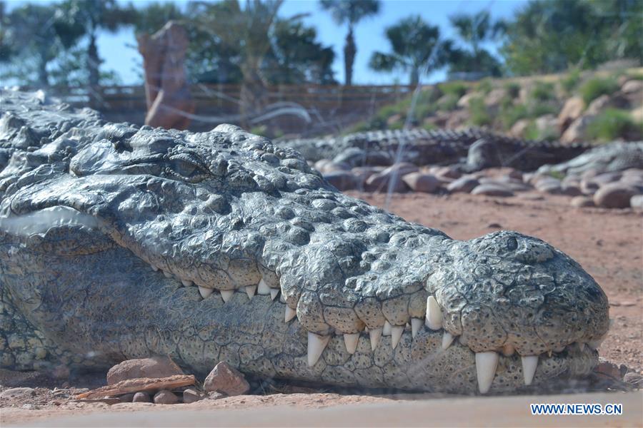 MOROCCO-AGADIR-CROCODILE PARK