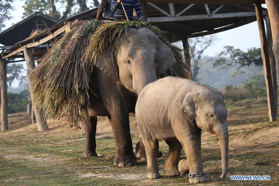 NEPAL-CHITWAN-BABY ELEPHANT