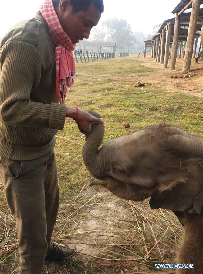 NEPAL-CHITWAN-BABY ELEPHANT