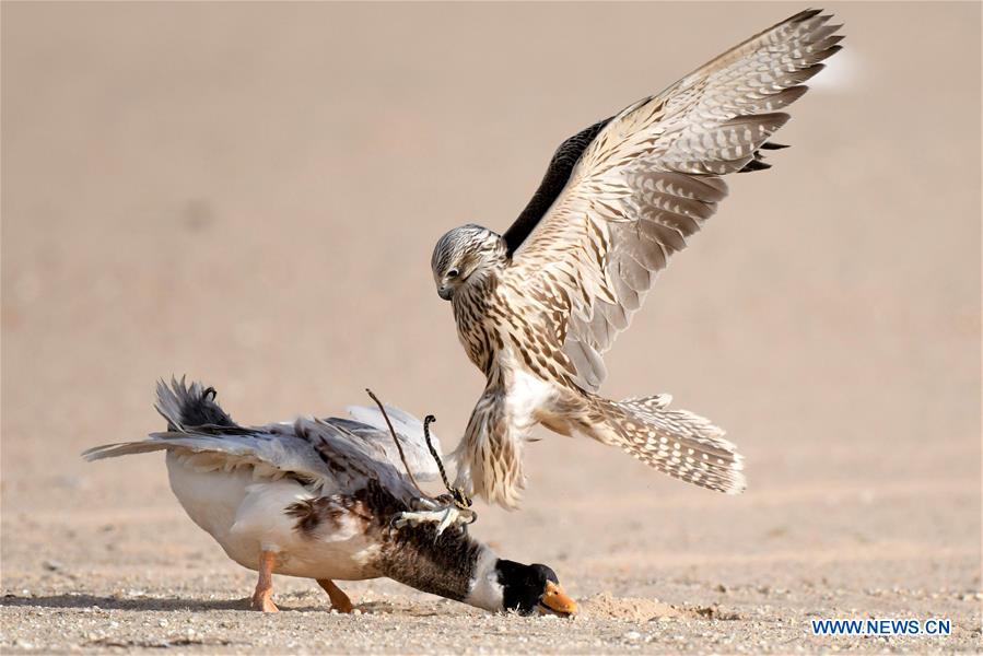 KUWAIT-JAHRA GOVERNORATE-FALCON TRAINING SHOW
