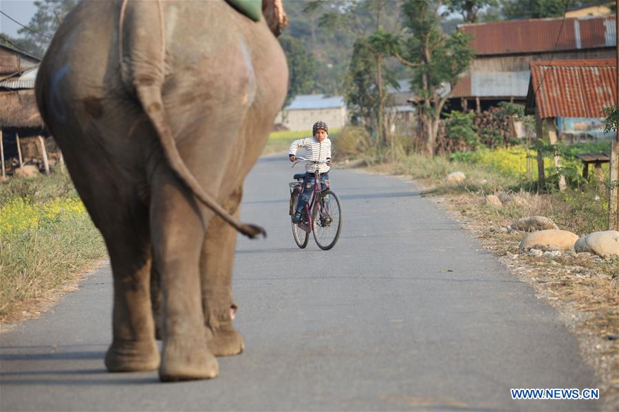 NEPAL-CHITWAN-SAURAHA-ELEPHANT-DAILY LIFE