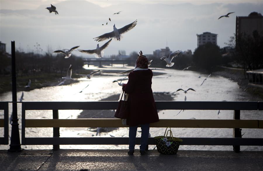 IRAN-TONEKABON-MIGRATORY BIRDS