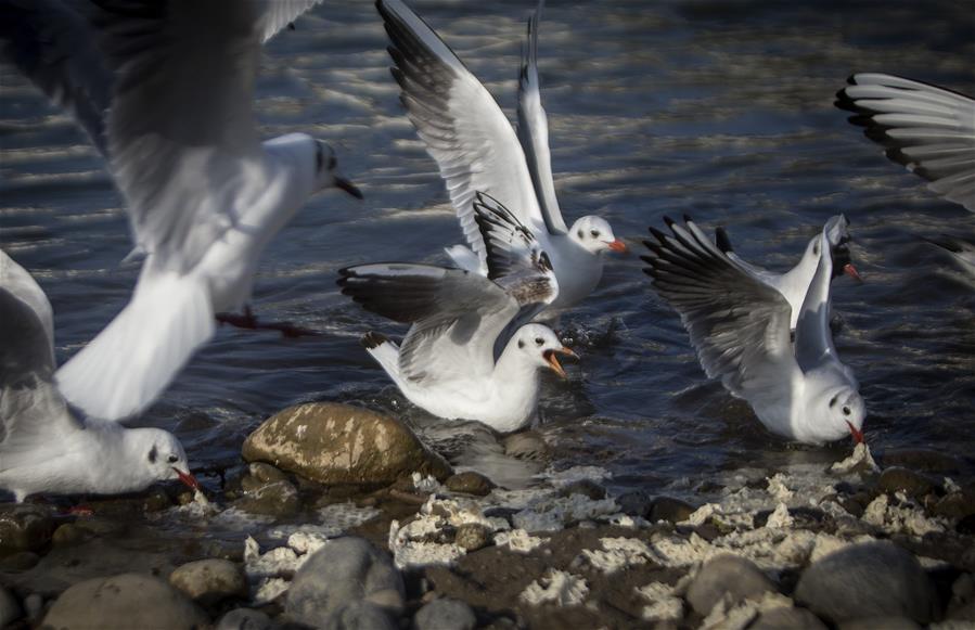 IRAN-TONEKABON-MIGRATORY BIRDS