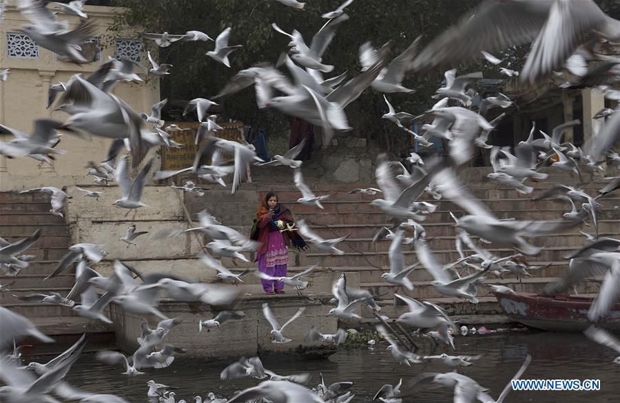 INDIA-NEW DELHI-MIGRATORY BIRDS