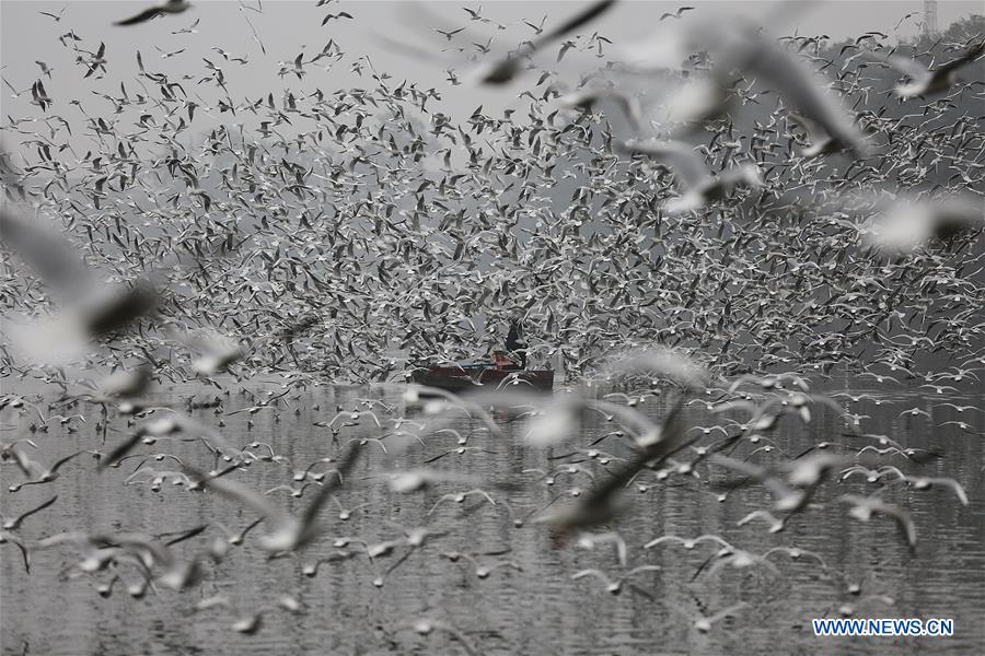 INDIA-NEW DELHI-MIGRATORY BIRDS