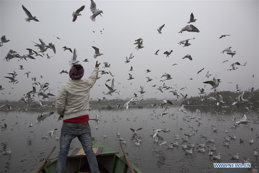 INDIA-NEW DELHI-MIGRATORY BIRDS