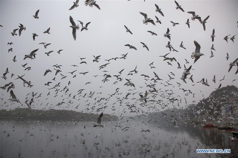 INDIA-NEW DELHI-MIGRATORY BIRDS