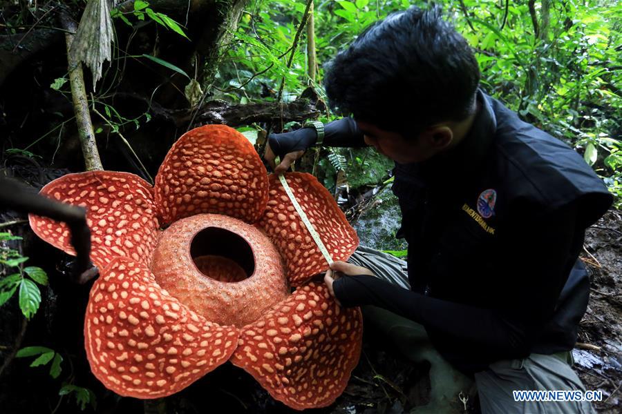 Rafflesia flower seen in Agam region, Indonesia Xinhua English.news.cn