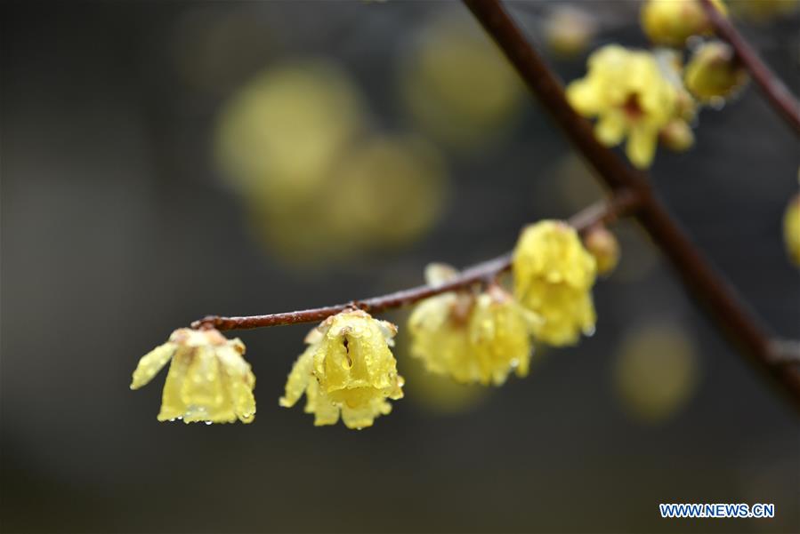#CHINA-HUBEI-ENSHI-WINTER FLOWERS (CN)
