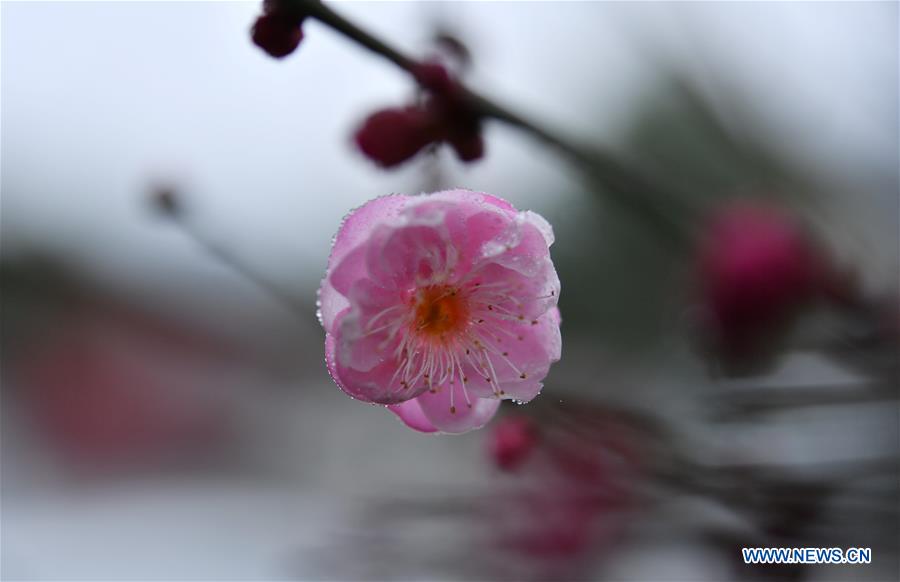#CHINA-HUBEI-ENSHI-WINTER FLOWERS (CN)
