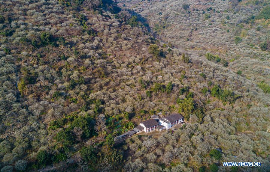 CHINA-FUJIAN-FUZHOU-GREEN PLUM-BLOSSOM (CN)