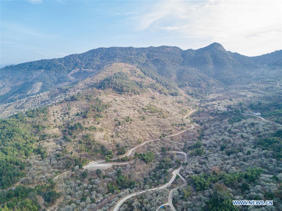 CHINA-FUJIAN-FUZHOU-GREEN PLUM-BLOSSOM (CN)