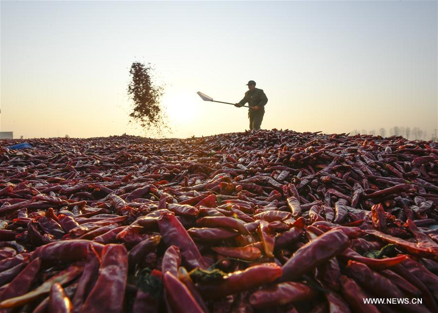 #CHINA-HEBEI-TANGSHAN-FARM WORK-CHILI PEPPER (CN)