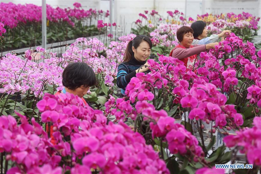 #CHINA-JIANGSU-ZHENJIANG-FLOWER-INDUSTRY (CN)