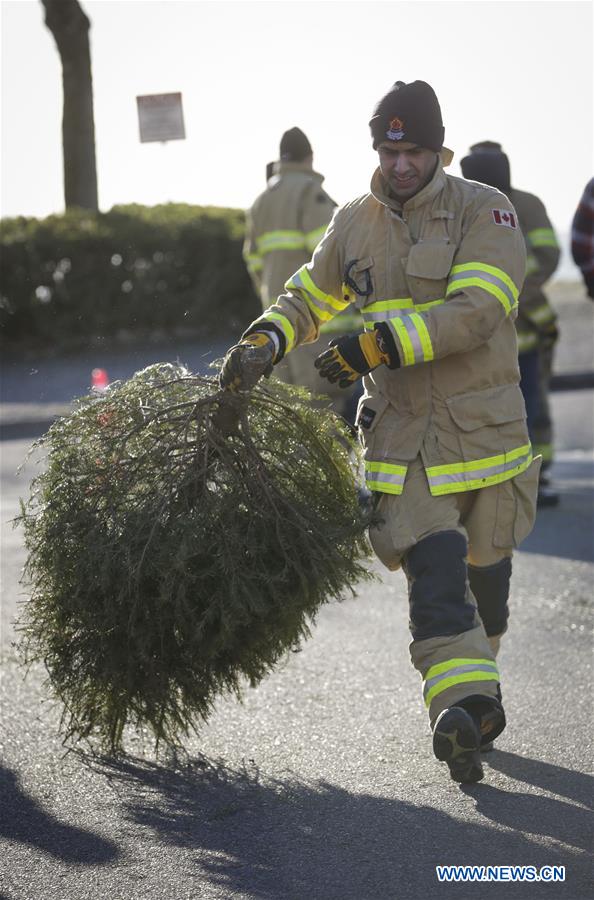 Annual Christmas tree chipping event held in Richmond, Canada Xinhua