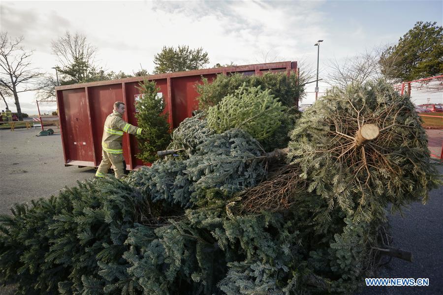 Annual Christmas tree chipping event held in Richmond, Canada Xinhua