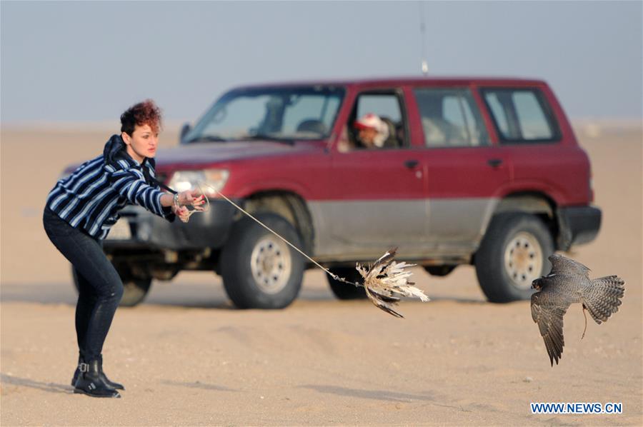 KUWAIT-JAHRA GOVERNORATE-FALCONS-HUNTING-SHOW