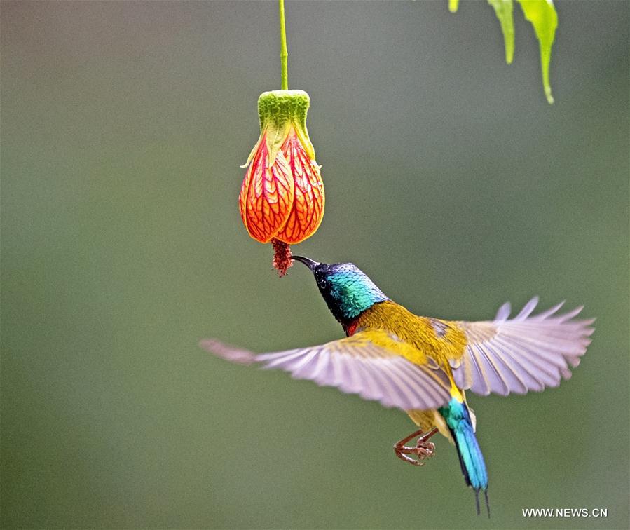 CHINA-FUJIAN-FUZHOU-FORK-TAILED SUNBIRD (CN)