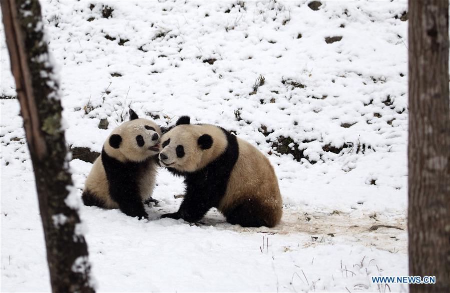 #CHINA-SHAANXI-HANZHONG-SNOW-PANDA (CN)