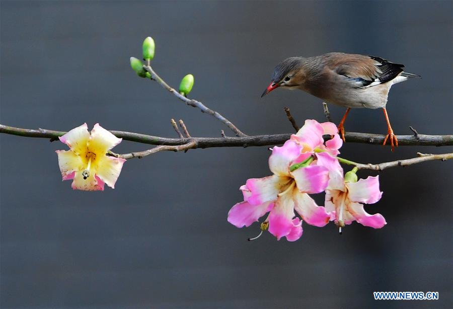 CHINA-FUJIAN-FUZHOU-WARM WEATHER-BIRDS (CN)