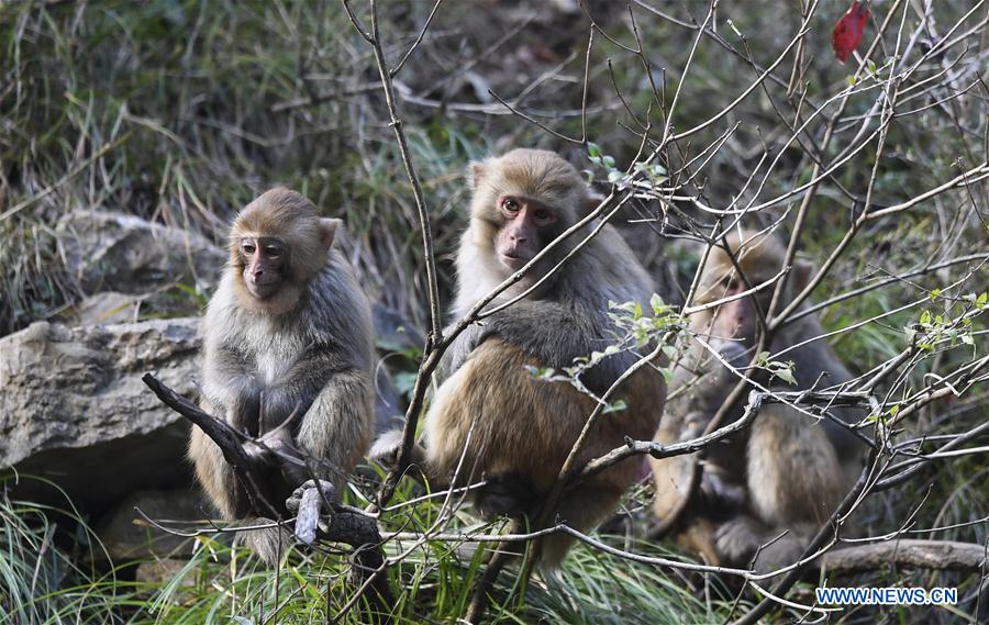 CHINA-THREE GORGES-CHONGQING-GREEN DEVELOPMENT (CN)