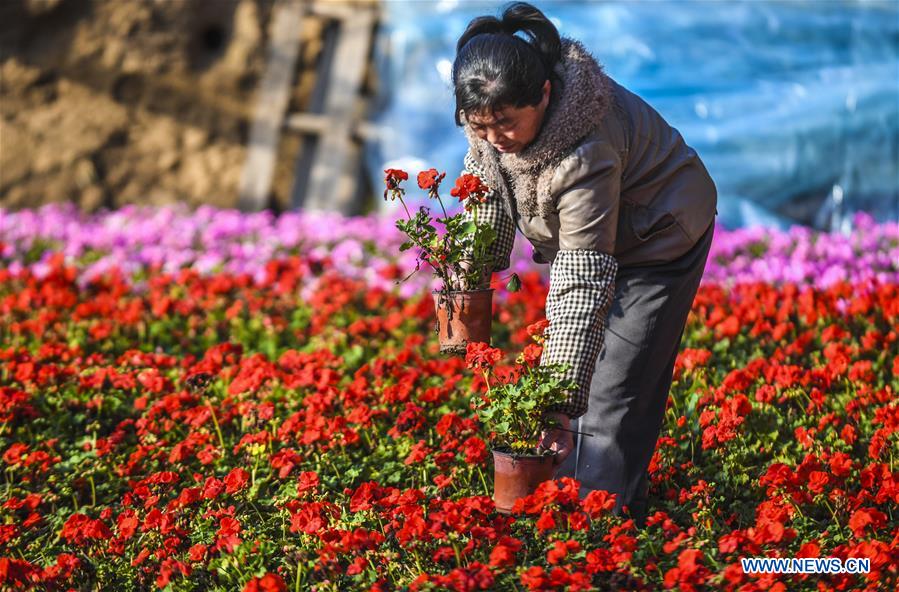 CHINA-HEBEI-FLOWER-PLANTING (CN)