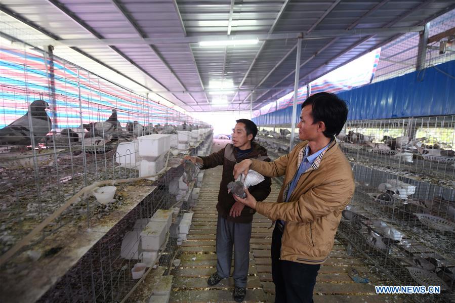 (FOCUS) CHINA-GUANGXI-POVERTY ALLEVIATION (CN)