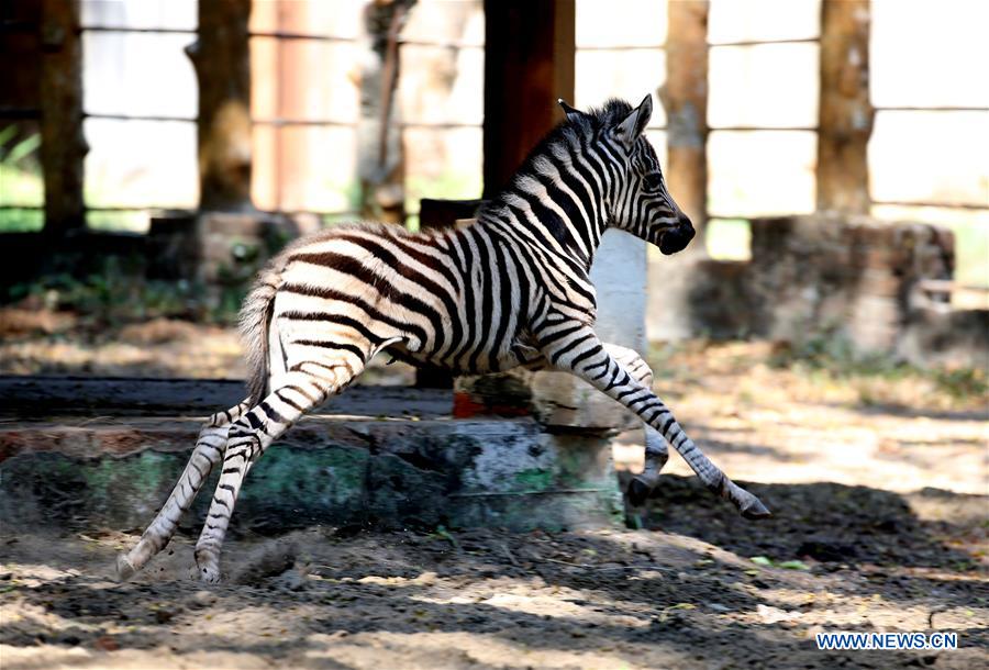 MYANMAR-YANGON-BABY PLAINS ZEBRA