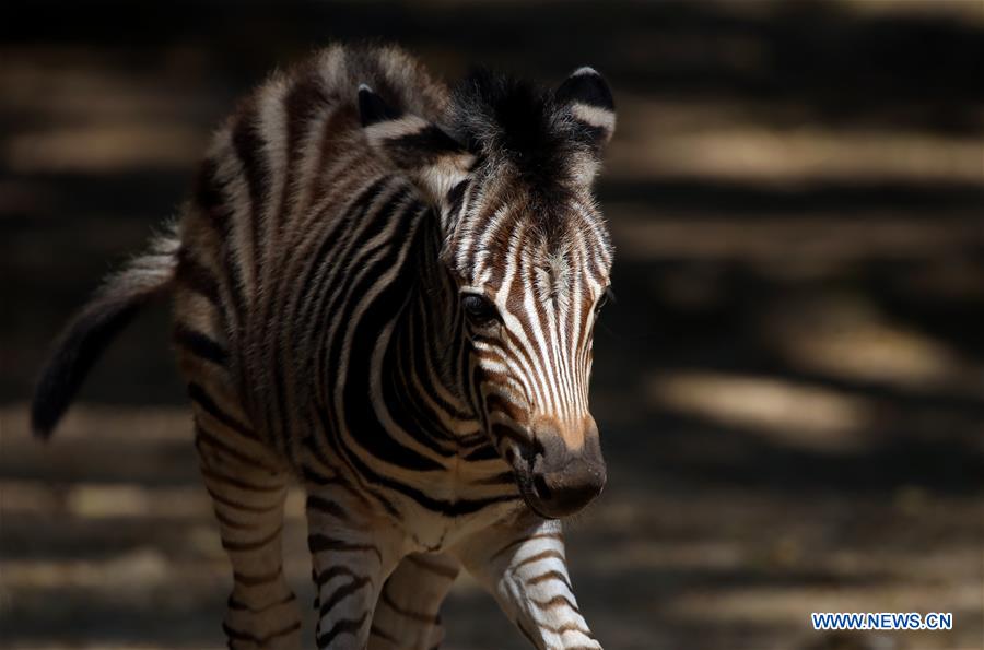 MYANMAR-YANGON-BABY PLAINS ZEBRA