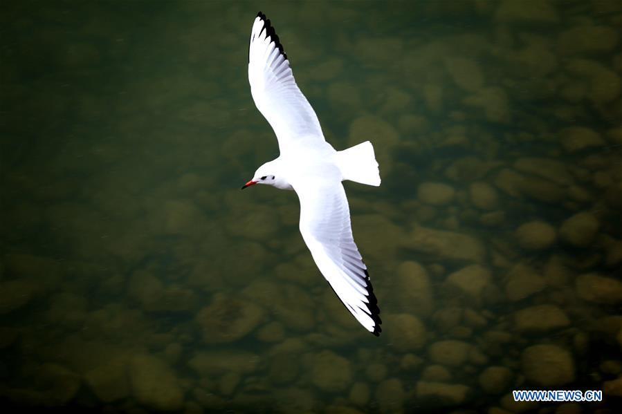 CHINA-GANSU-YELLOW RIVER-BIRDS (CN)
