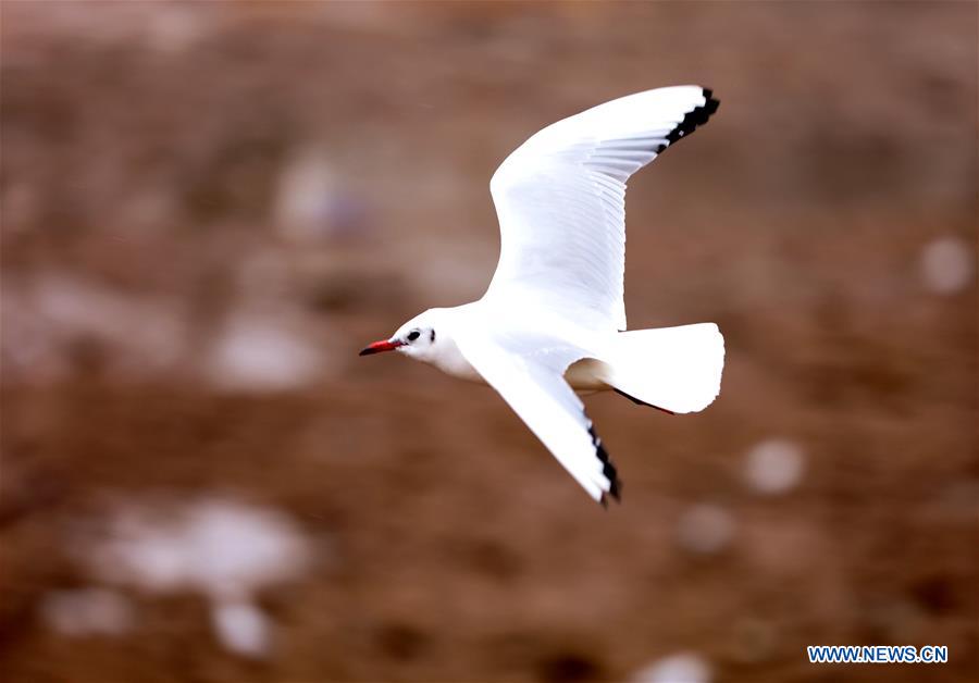 CHINA-GANSU-YELLOW RIVER-BIRDS (CN)