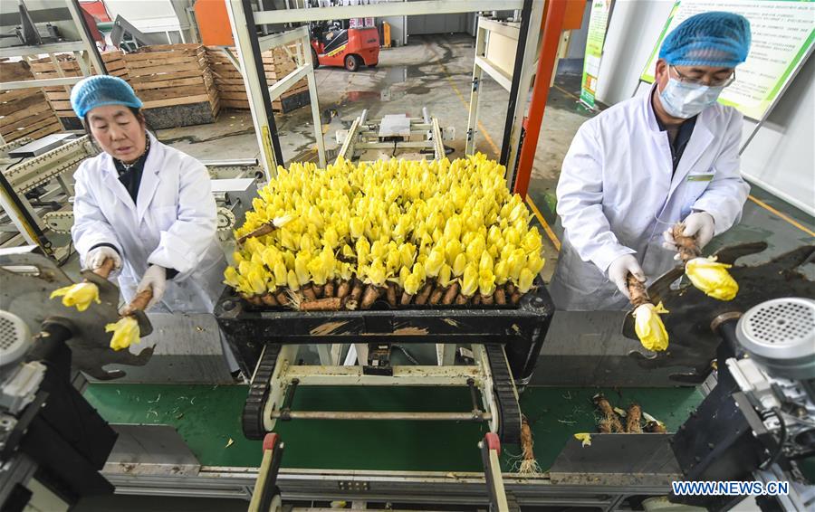 CHINA-HEBEI-ENDIVE-HARVEST