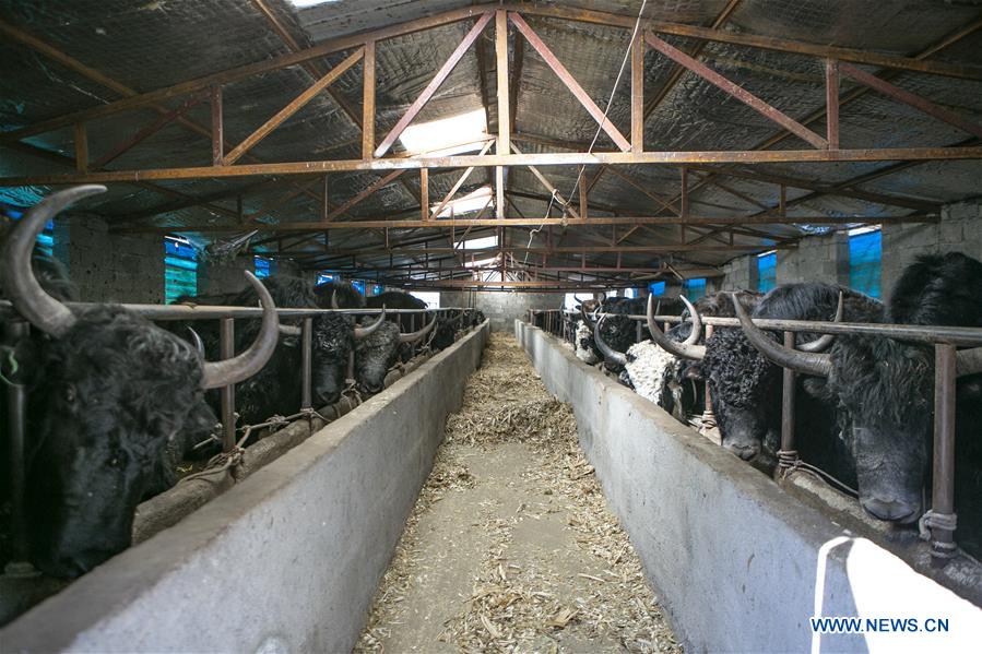 CHINA-SICHUAN-ABA-YAK BREEDING (CN)