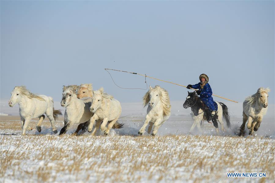 CHINA-INNER MONGOLIA-XILINHOT-HORSE TRAINING (CN)
