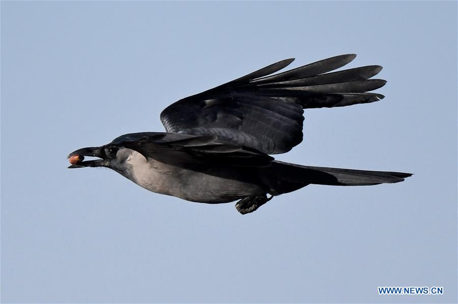 KUWAIT-KUWAIT CITY-BIRDS