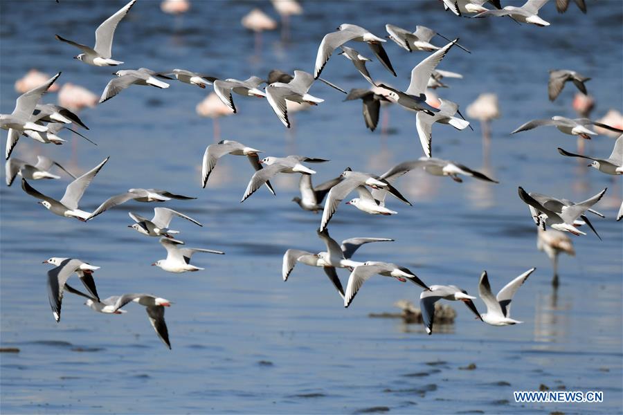 KUWAIT-KUWAIT CITY-BIRDS