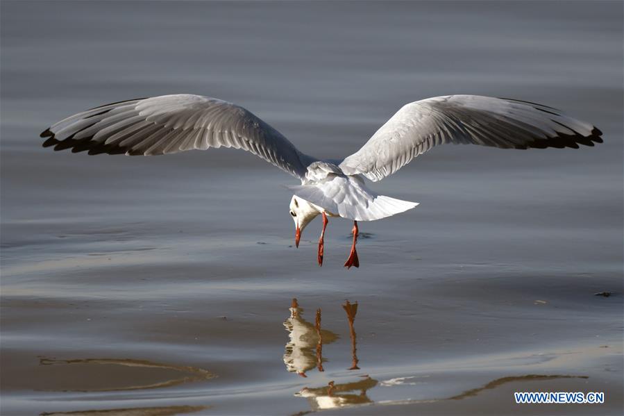 KUWAIT-KUWAIT CITY-BIRDS