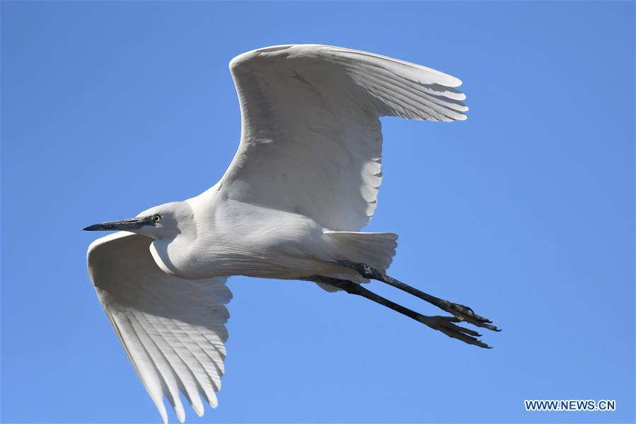 KUWAIT-KUWAIT CITY-BIRDS