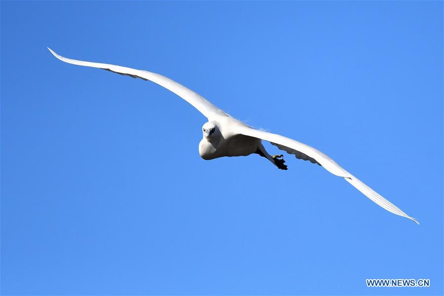 KUWAIT-KUWAIT CITY-BIRDS