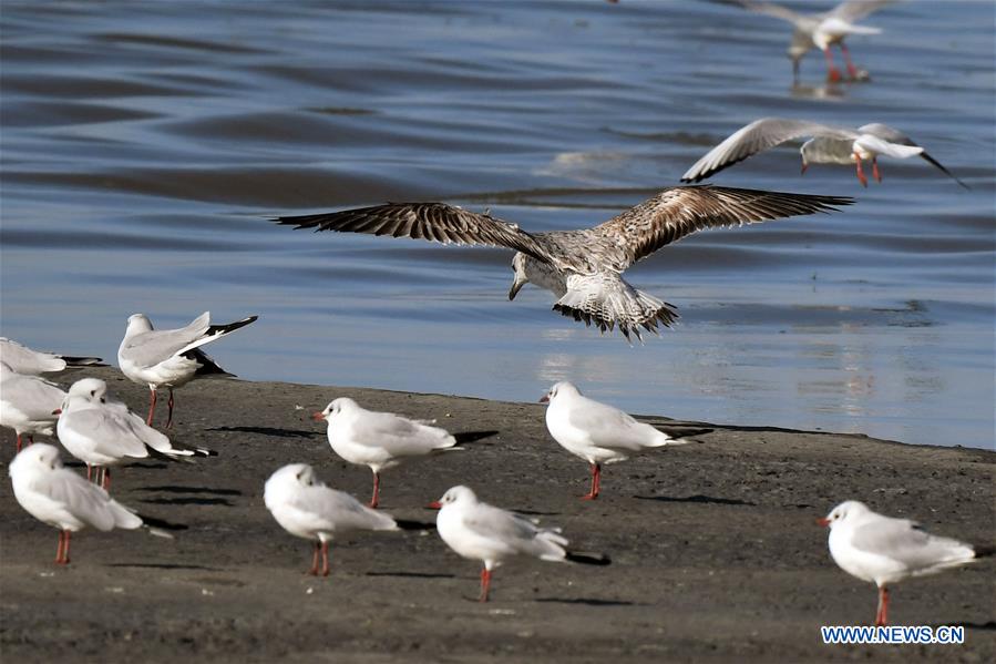 KUWAIT-KUWAIT CITY-BIRDS