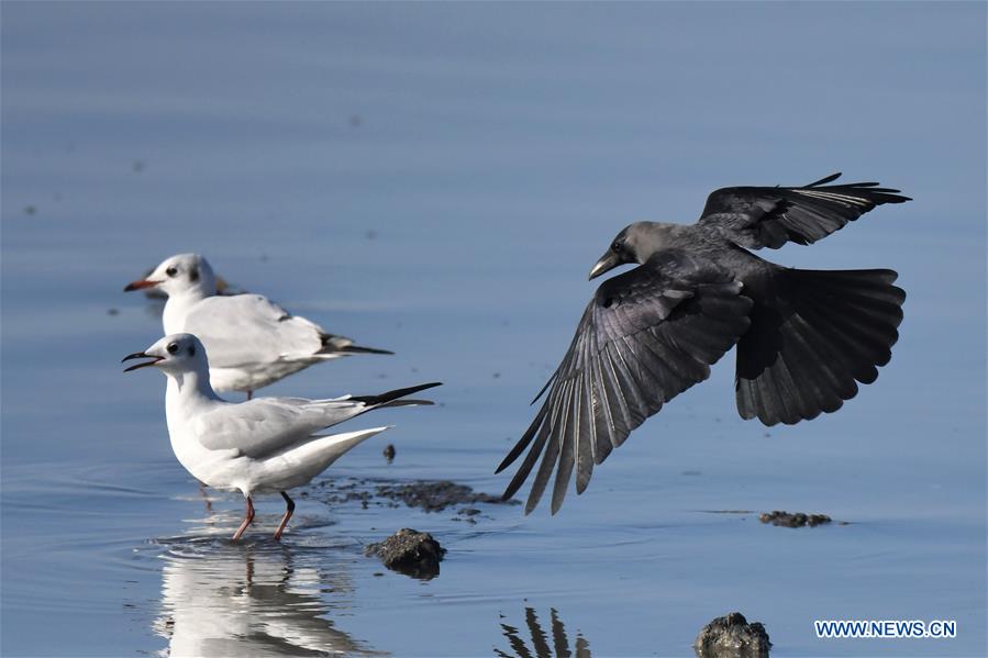 KUWAIT-KUWAIT CITY-BIRDS