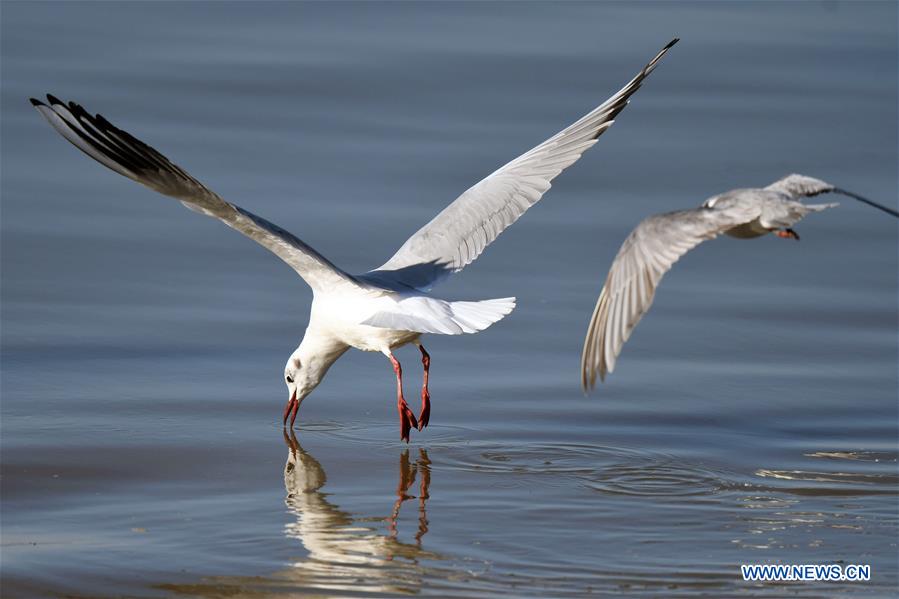 KUWAIT-KUWAIT CITY-BIRDS