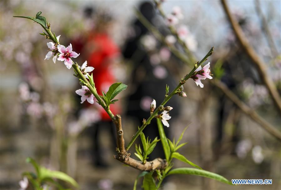 CHINA-XINJIANG-SHANSHAN COUNTY-PEACH BLOSSOM (CN)